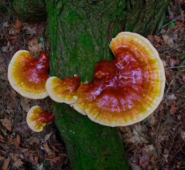 Reishi